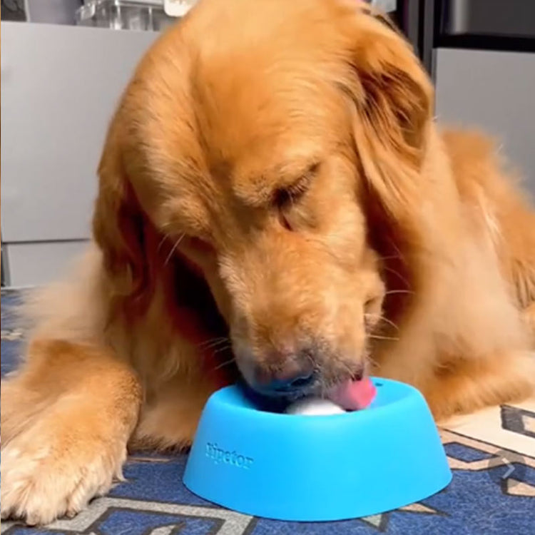 Slow Feeder Dog Bowl for small dogs